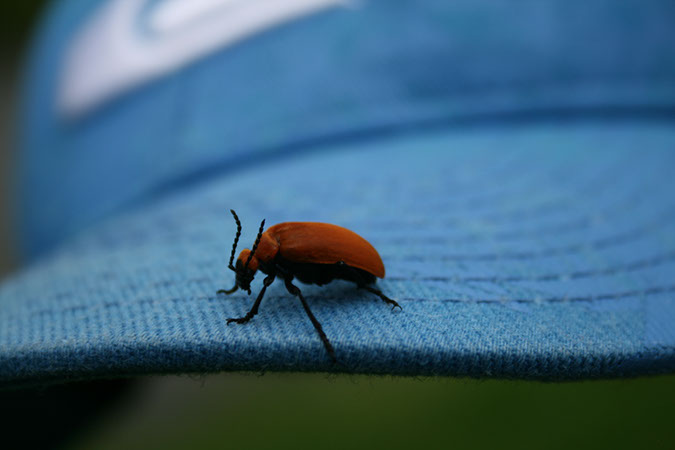 IMG_0761